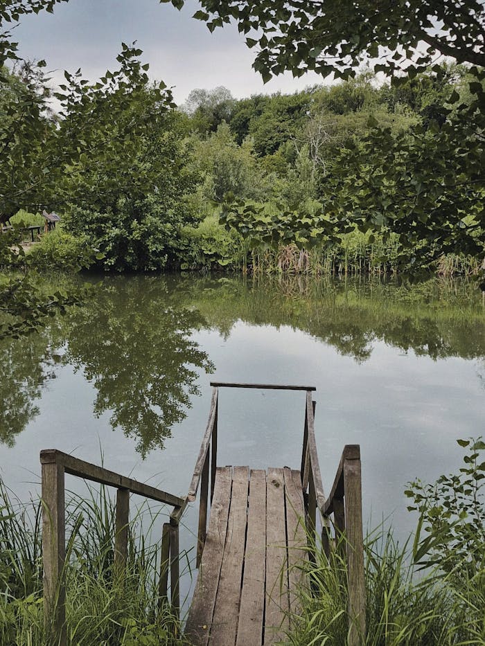Serene wooden dock by a calm lake surrounded by lush green forest.