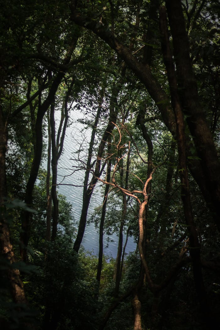 serene-forest-view-overlooking-tranquil-lake-32604742